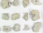 Wholesale Lot of Blastoid Fossils On Shale - Pieces #78034-2
